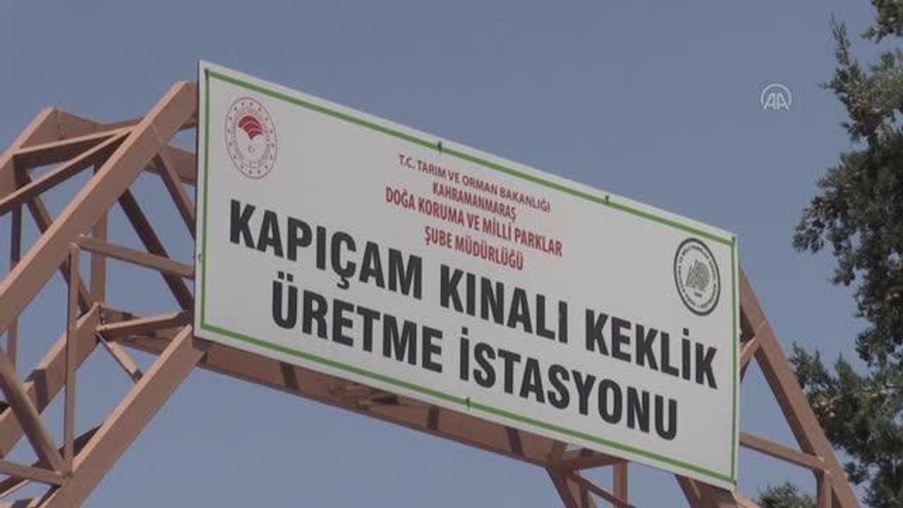 KAHRAMANMARAŞ - Üretilen kınalı keklikler Türkiye'nin çeşitli illerinde doğaya salınıyor