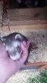 Ferret Brings Baby to Show Human