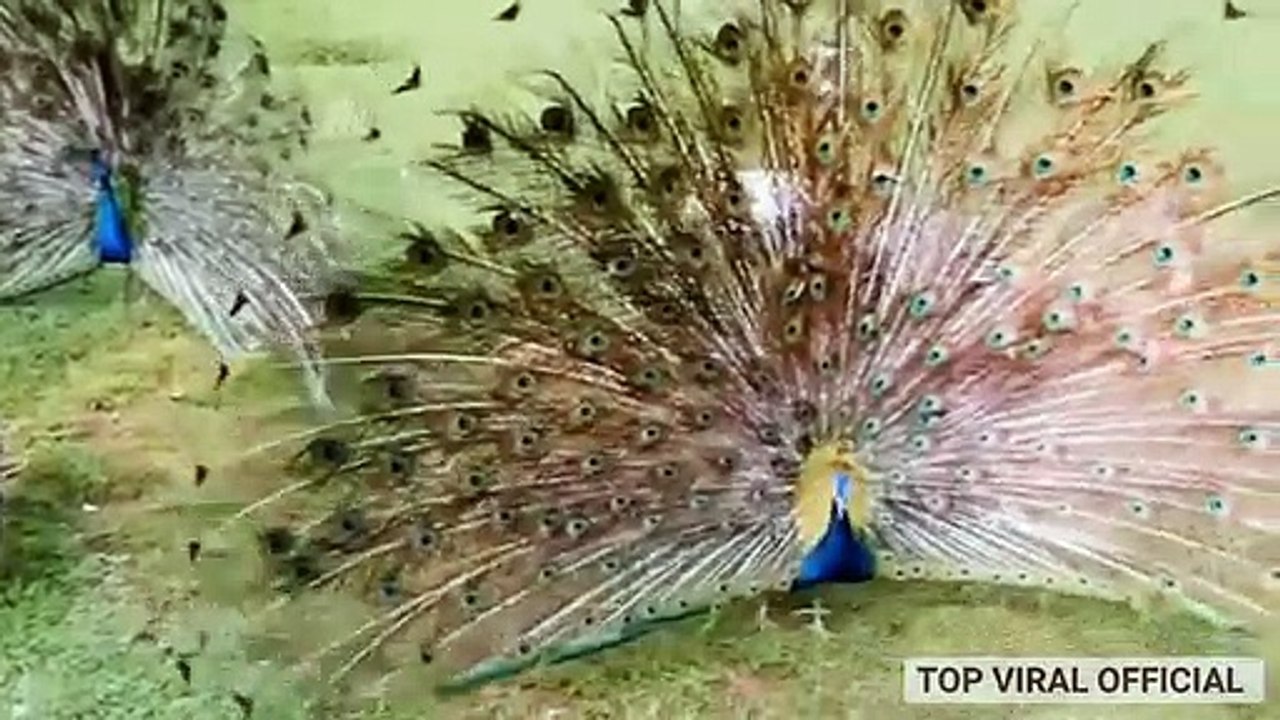 Peacock dance and peacock sound