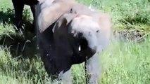 Mother Elephant Save Baby From Crocodile Lion Hunting Tiger Bear Buffalo Lion