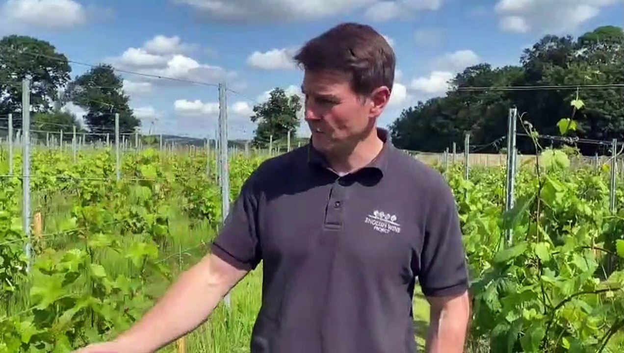 Renishaw Hall vineyard feature video