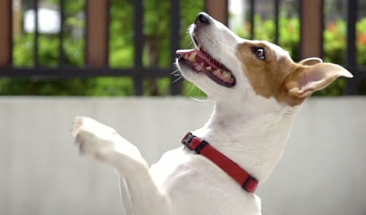 Dog Breeds That Have Gained Most in Popularity Since 1999
