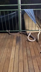 Darwin Carpet Pythons on the Balcony