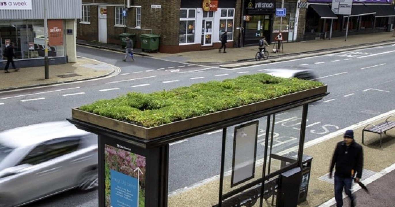 Leicester équipe ses abribus de « Toits vivants » pour sauver les abeilles