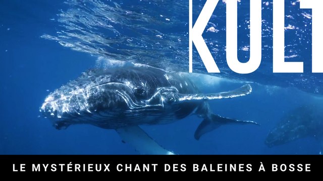 Le mystérieux chant des baleines à bosse