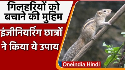 MP: Engineering के Students ने शुरु की गिलहरियों को बचाने की दिलचस्प मुहिम । वनइंडिया हिंदी