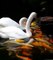 Swans feeding fishes | Beauty of nature