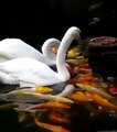 Swans feeding fishes | Beauty of nature