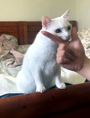 Kitten Does Tricks for Treat