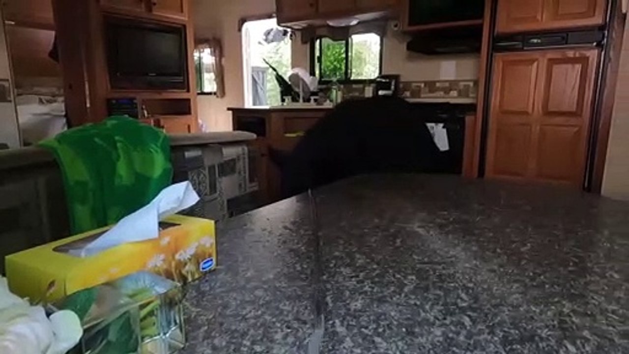 Bear Breaks Into Trailer for Buns