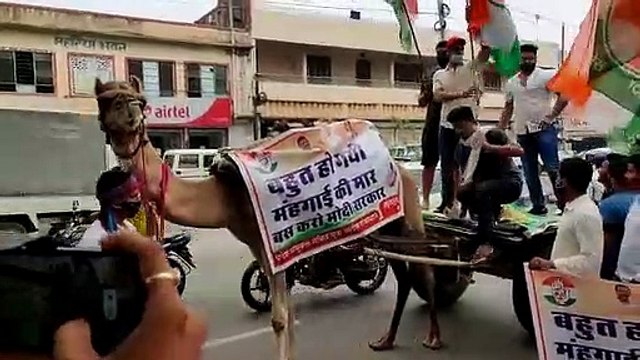 पेट्रोल- डीजल की कीमतों के विरोध में ऊंट गाड़ी पर प्रदर्शन