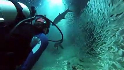 Denizin altında yüz binlerce balığın arasında...