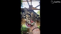 Cute And Funny Pets Compilation Best TikTok Moment - Cutest Animals On TikTok #6