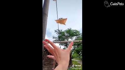 This Video Will Make You Love Pets - Cutest Animals On TikTok #7