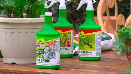 bd-publireportaje-evergreen-120721