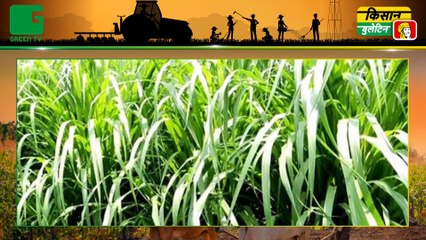 डीलरों (Dealers) और खाद (Compost) विक्रेताओं की मनमानी और कालाबाजारी (Black Marketing ) पर लगेगी रोक, खाद की कीमत से 1 रुपया भी ज्यादा लिया तो दर्ज होगा केस | Kisan Bulletin | Green TV