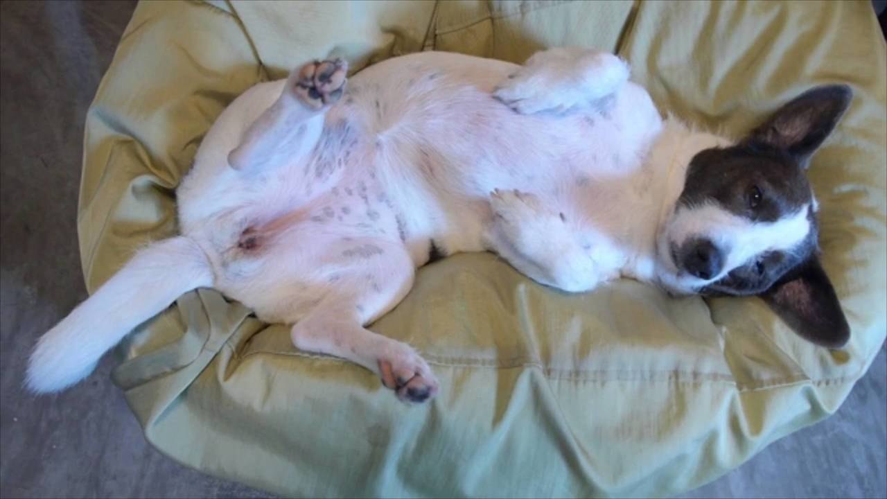 Why Dogs Sleep On Their Backs