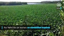 Asi Nehri sümbül yeşiline büründü
