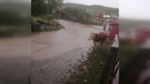 Ardahan'da sağanak yağış sonrası evler su altında kaldı