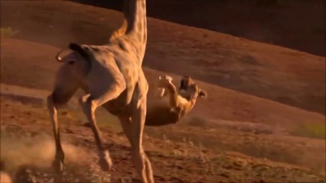GIRAFFE ATTACKS LION!!! DEADLIEST ANIMAL FIGHTS