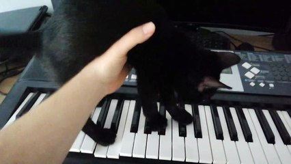 Keyboard Kitty Creates Suspenseful Tune