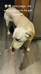 Doggo Struggles to Get Cheese Spread Off His Nose