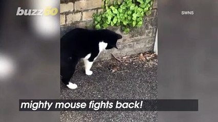 Mighty Mouse vs. a Confused Cat in a Real Life Tom and Jerry Moment