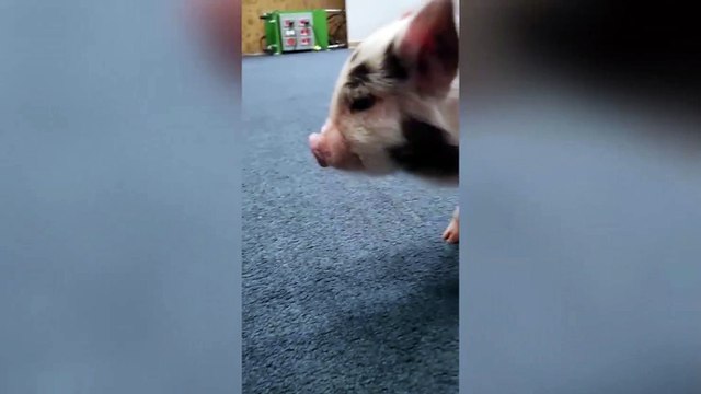 ext-mini-pig-120721