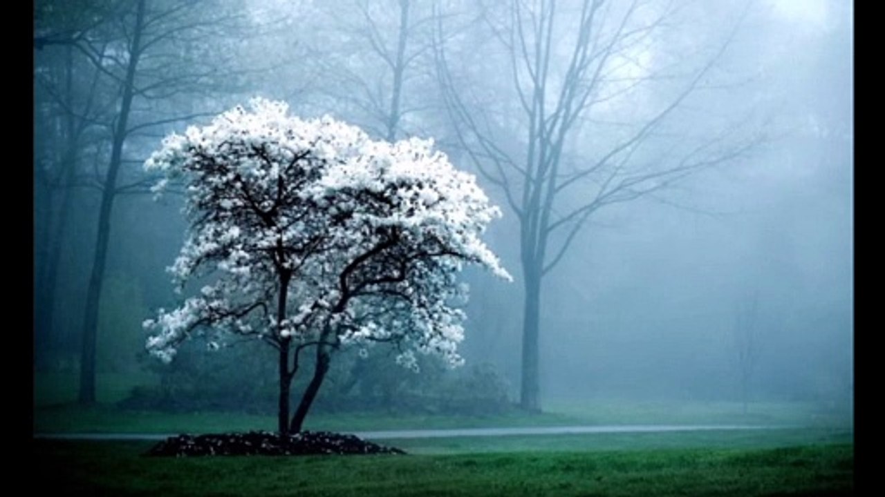 omshiv_peaceofmind