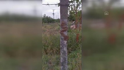 Tel örgülere sıkışan engereği zabıta ekibi kurtardı