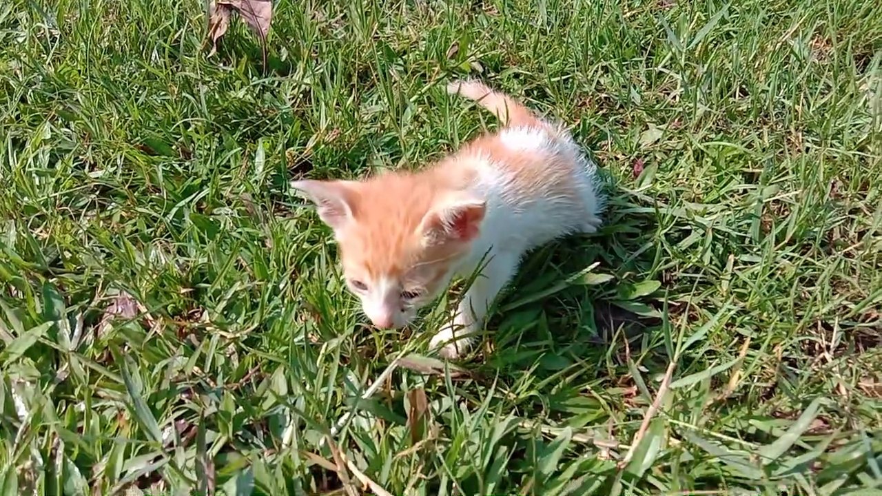 Kucing saat pertama kali jalan di lapangan ll anak kucing ll kucing gemesll