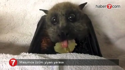 Masumca üzüm yiyen yarasa