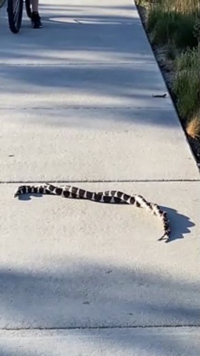 Tangled Snakes on Sidewalk