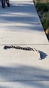 Tangled Snakes on Sidewalk