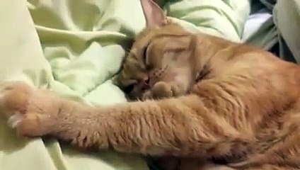 Patisini emerek uyuyan kedi