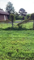 Blue Heeler Pup Can't See Fences