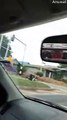 Herd of Cows Wait for Traffic Signals to Cross Road