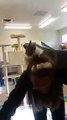 Shelter Kitty Clings to and Grooms Human