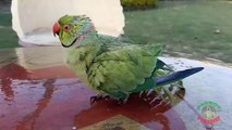 02.Indian Ringneck Parrot Love Taking Bath