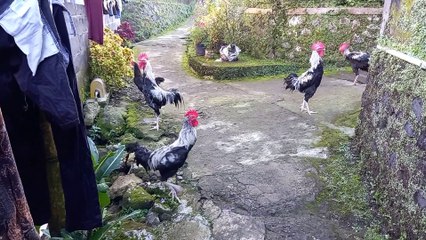 Ayam jago kampung kembar 4, keren bagus dan gagah