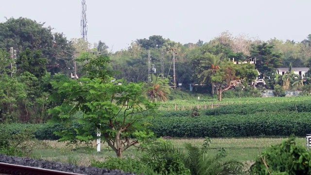 Bandel to Katwa Jn 12 coach EMU local train arriving speedily middle of the greenery through a curve