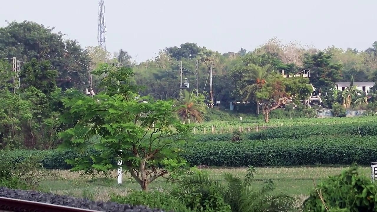 Bandel to Katwa Jn 12 coach EMU local train arriving speedily middle of the greenery through a curve
