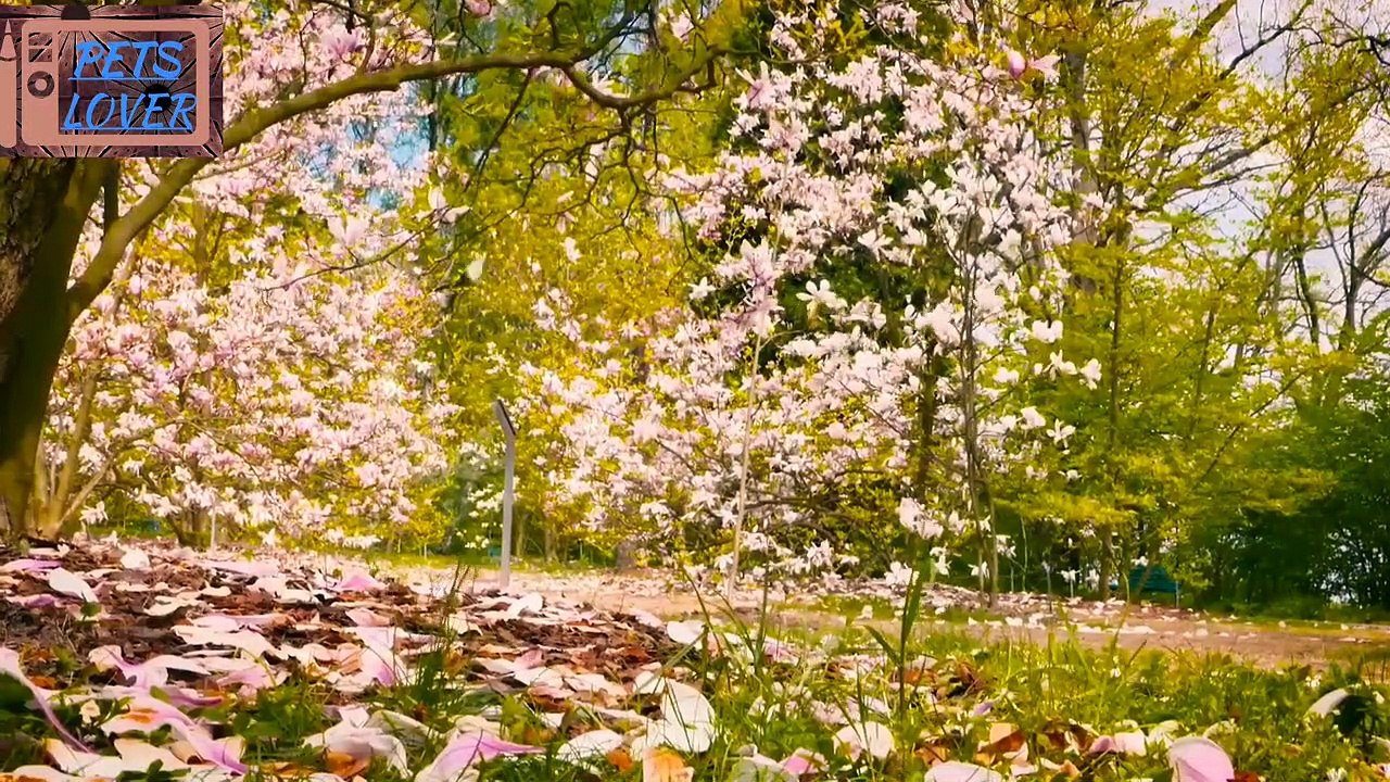 BEAUTIFUL FLOWERS__ NATURAL BEAUTY
