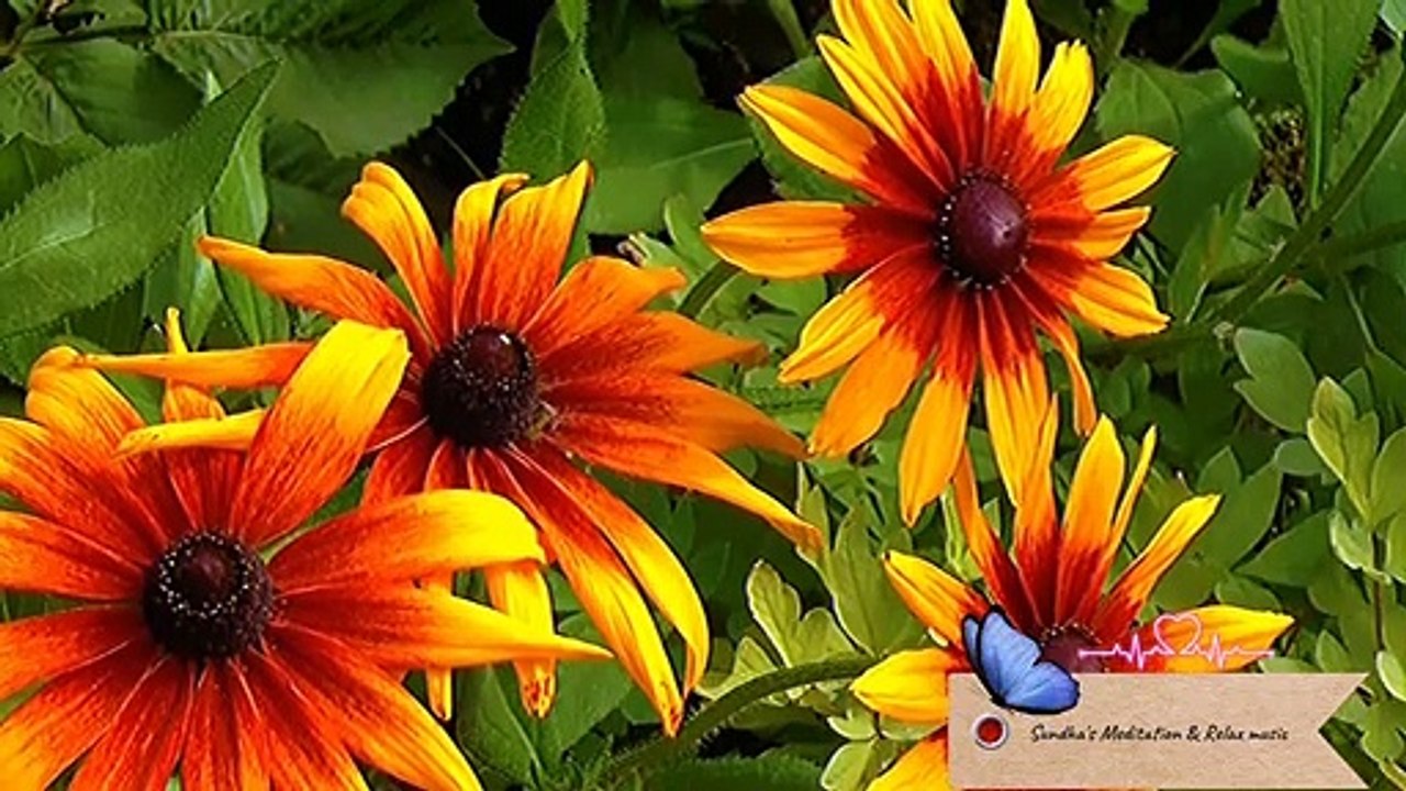 beautiful Flowers Shoot ! Float music !