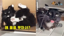인스타그램이 픽한 '멍충미' 고양이 '왜 물을 못마시니?'