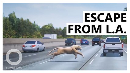 Hollywood's Cougars Set To Get Their Own Bridge