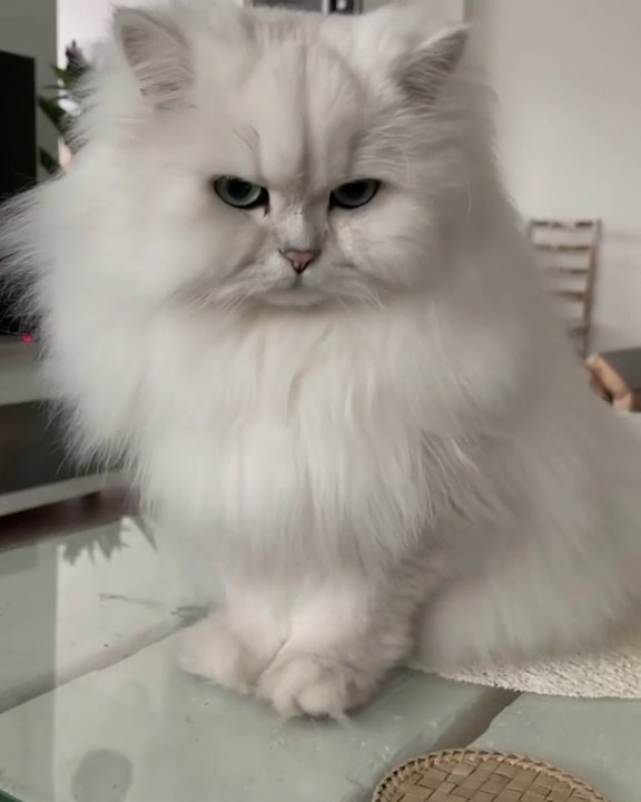 Funny cat my home do you like it ?