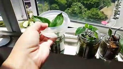 千島醬英文為 Thousand Island (dressing)