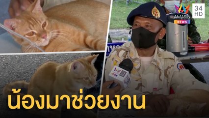 โซเชียลแห่แชร์ เจ้าเสือ แมวประจำด่านความมั่นคงช่วยงาน จนท. | ข่าวเที่ยงอมรินทร์ | 13 ก.ค.64