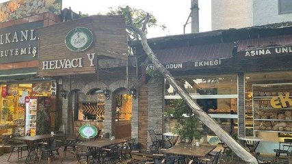 Çınar ağacından dev dal parçası böyle koptu